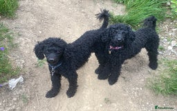 Miniature Poodle dogs for sale: Black miniature poodles - Image 4