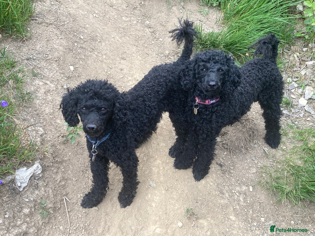 Miniature Poodle dogs for sale: Black miniature poodles - Image 4