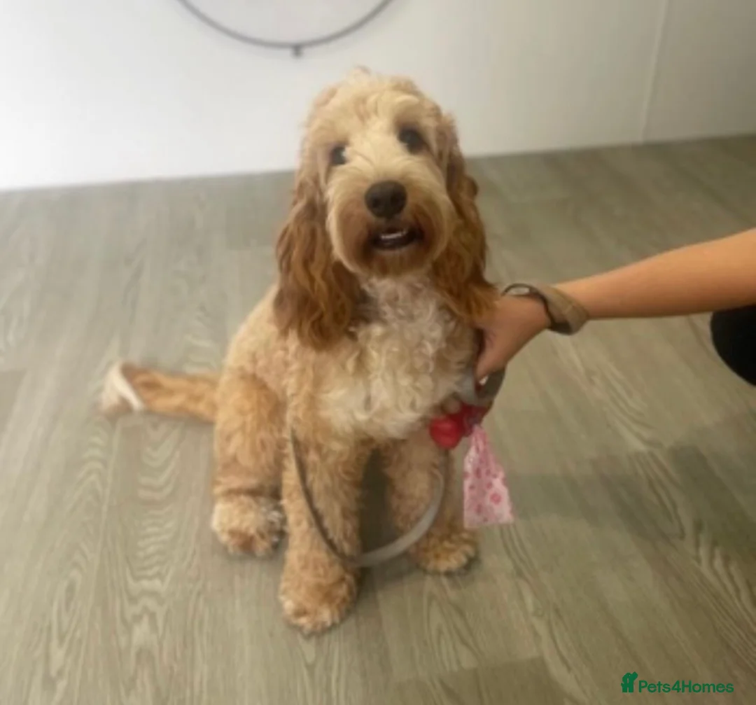 Cockapoo dogs for sale: 8 beautiful Cockapoos - Advert 1