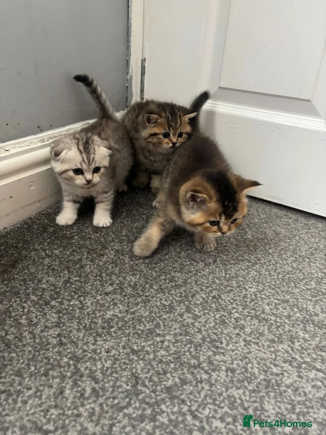 Scottish Fold cats for sale: Scottish Fold kittens - Advert 1