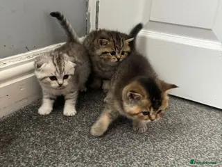Scottish Fold cats Scottish Fold kittens - Advert 1