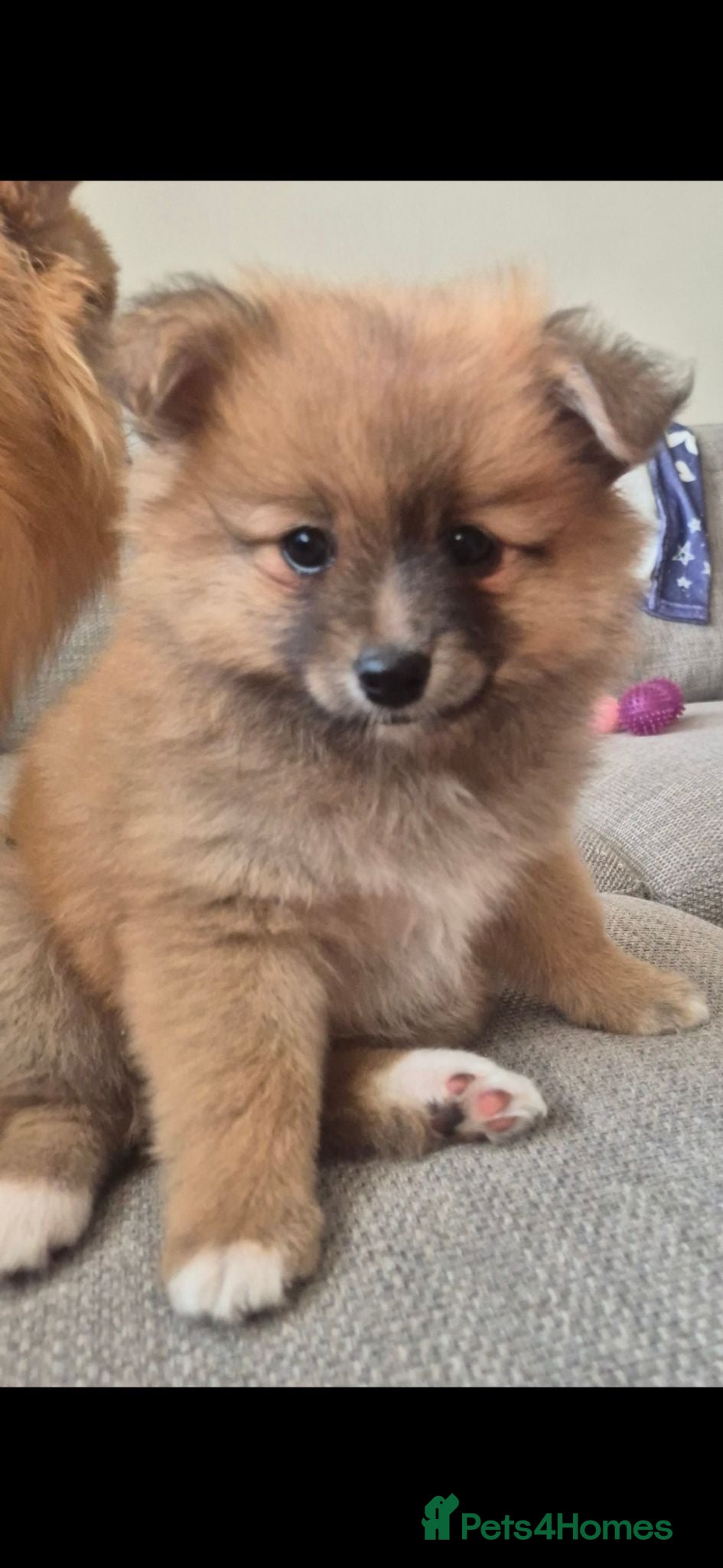 Pomeranian dogs 1 Pomeranian Puppy Available Now - Advert 1