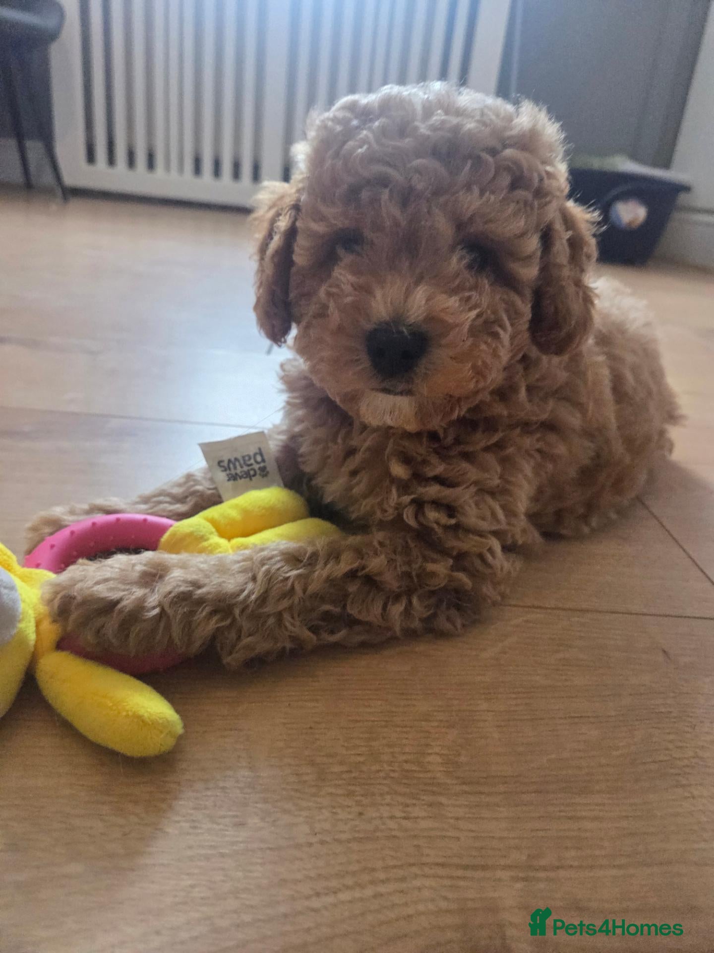 Cavapoochon dogs Stunning Cavapoochon boy - Advert 1