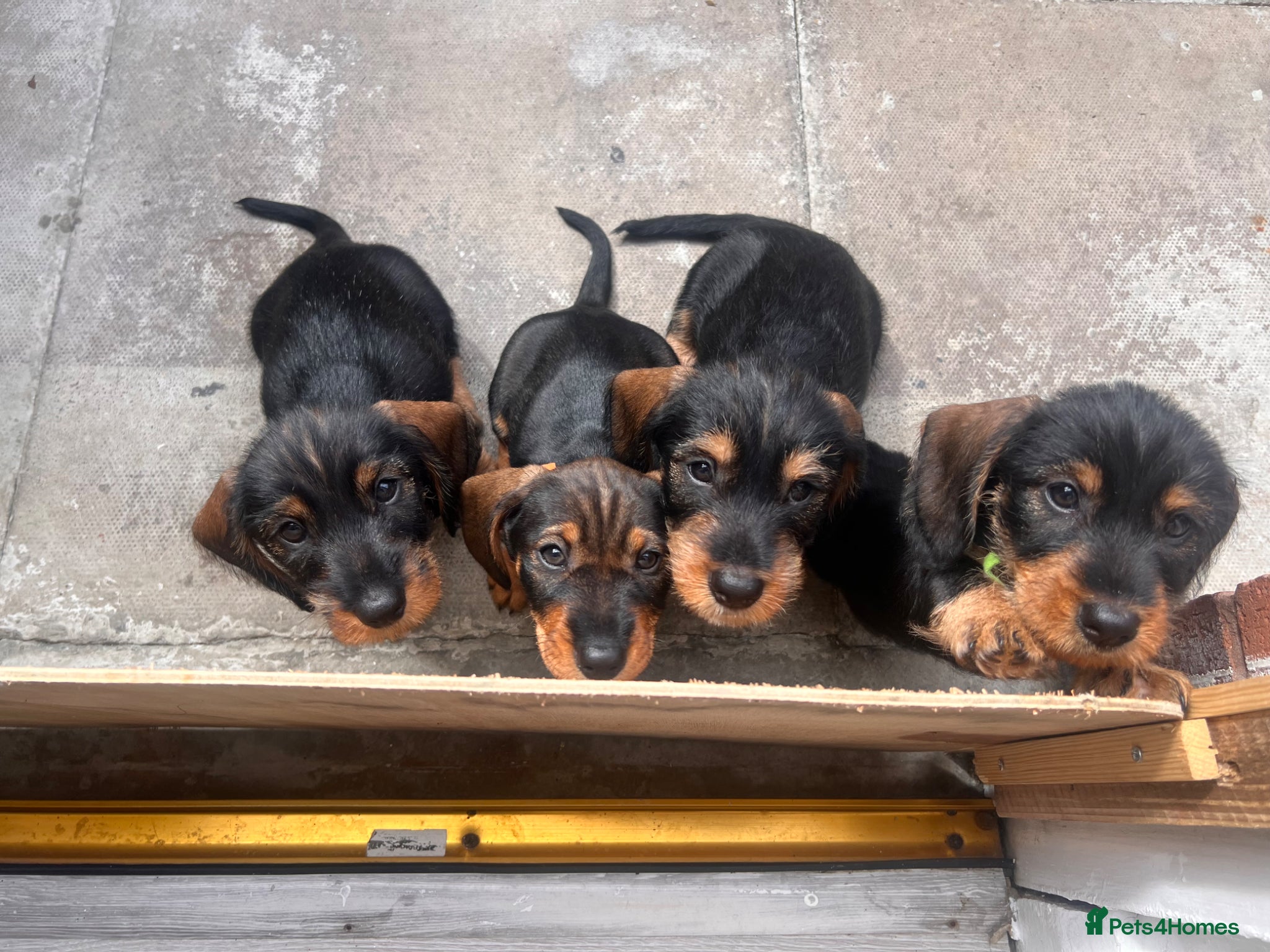 Dachshund dogs READY To LEAVE wire haired dachshund puppies  - Advert 6