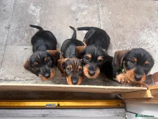 Dachshund dogs READY To LEAVE wire haired dachshund puppies - Advert 6