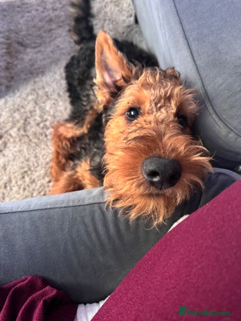 Airedale Terrier dogs Airedale male - Advert 1