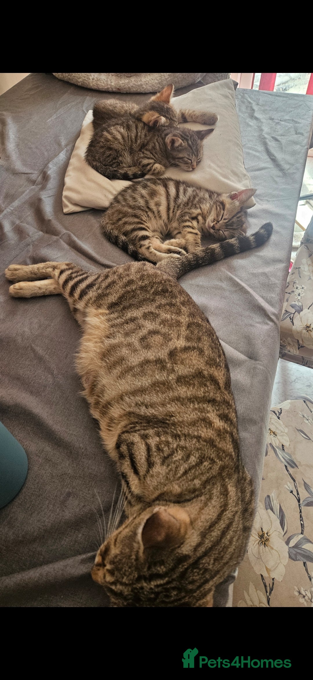Mixed Breed cats for sale: Bengal cross kittens. 4 left!!! - Image 30