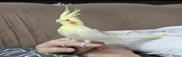Cockatiels birds for sale: Beautiful Hand-Tame Cockatiel With Cage and Stand - Advert 1