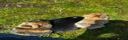 Mixed Breed rabbits for sale: Lion head and mini lop baby rabbits - Advert 11