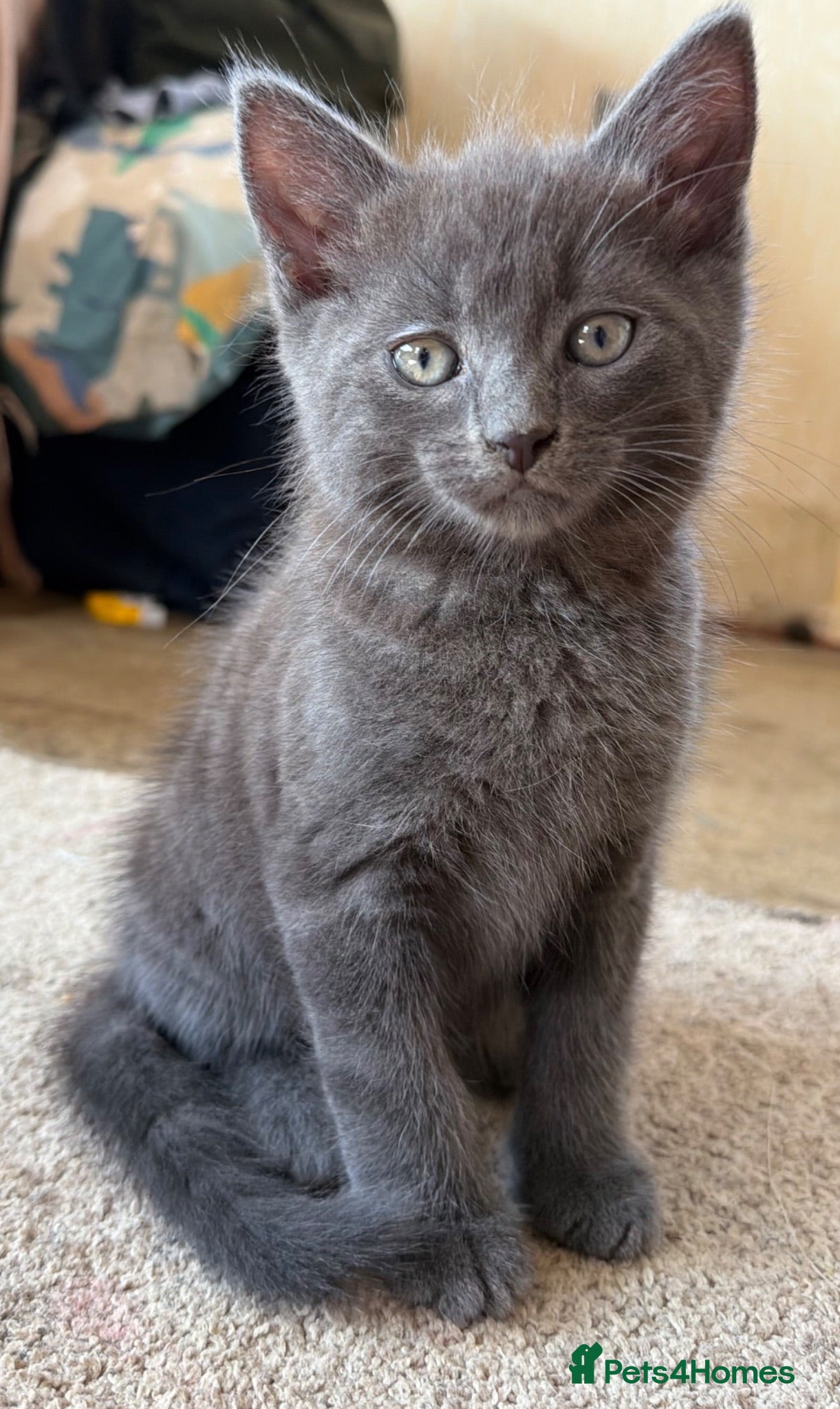Mixed Breed cats Beautiful Kittens For Sale  - Advert 2