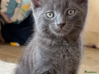 Mixed Breed cats Beautiful Kittens For Sale - Advert 1