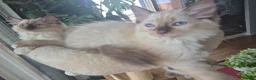 Ragdoll cats for sale: 4 beautiful Ragdolls left  - Advert 13