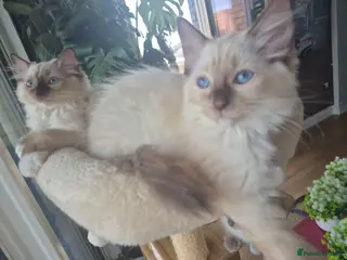 Ragdoll cats 2 left! Ready to go!! Stunning Ragdolls for you 🥰 - Advert 2