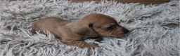Miniature Dachshund dogs for sale: Mini Dachshund Puppies KC Ready start of March 🐾 - Advert 5