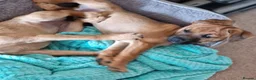 Mixed Breed dogs for sale: Border Terrier Cross Puppies - Advert 2