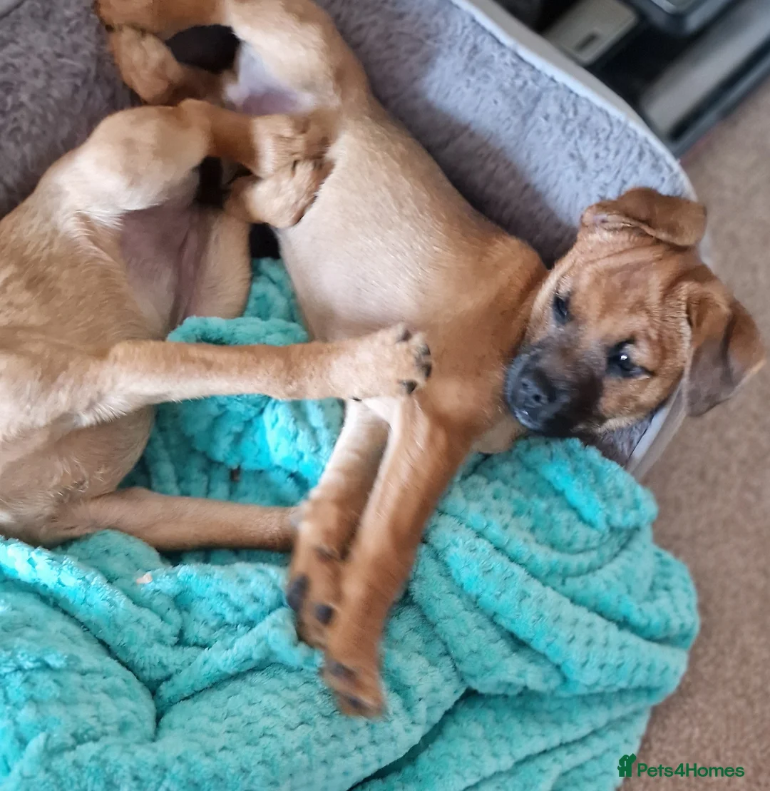 Mixed Breed dogs for sale: Border Terrier Cross Puppies - Advert 2