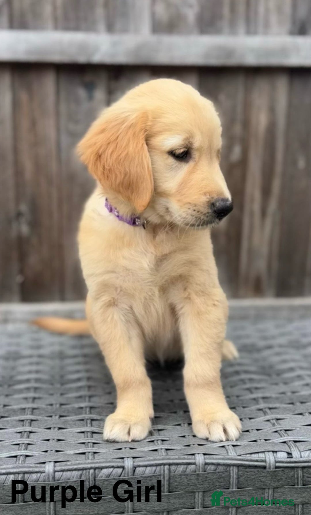 Golden Retriever dogs for sale: Beautiful Golden Retriever Puppies - Image 6