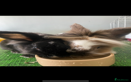 Lionhead rabbits for sale: 1 Male&1 Female lionhead rabbits available. - Image 1