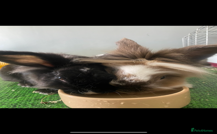 Lionhead rabbits - Advert 14
