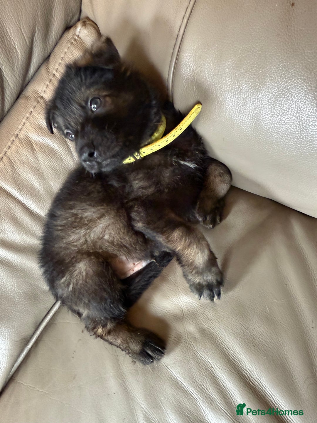 Mixed Breed dogs for sale: German shepherd x Belgian Malinois - Image 7