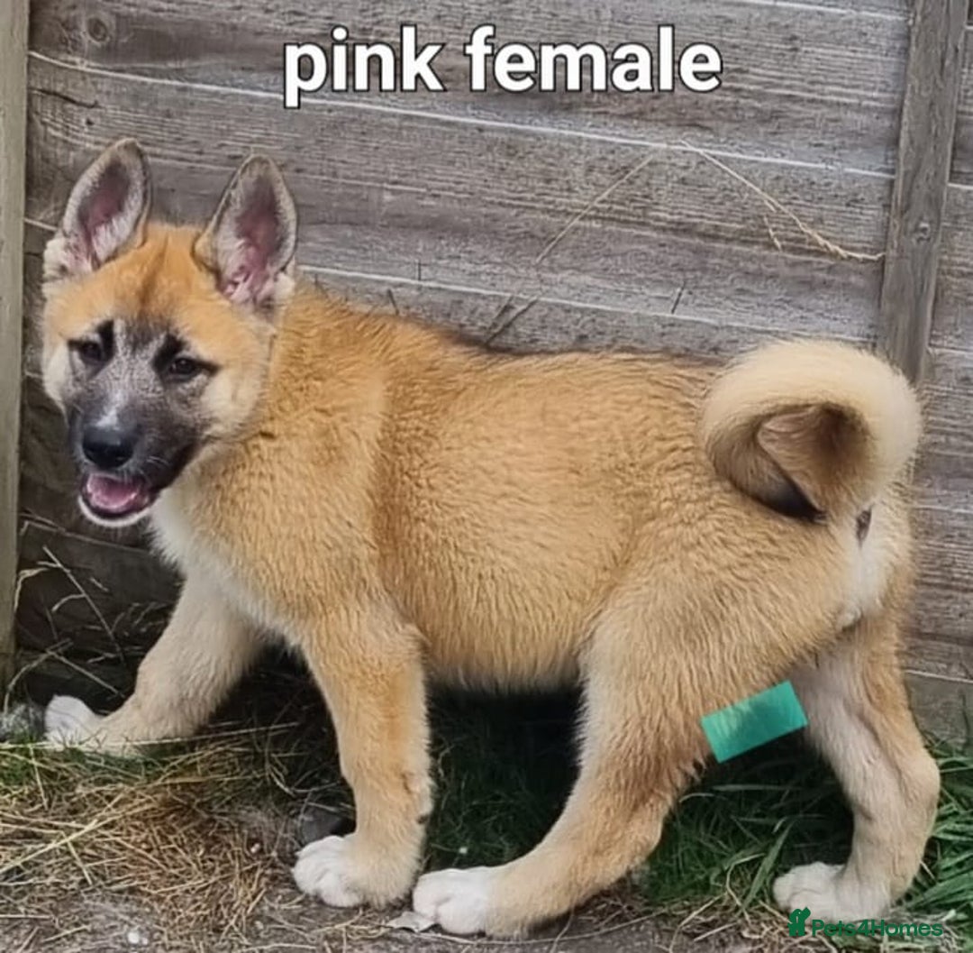 Akita dogs for sale: Huskita pups READY - Image 8