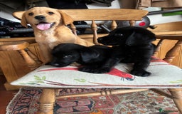 Goldador dogs for sale: GORGEOUS GOLDADORS  - Image 20
