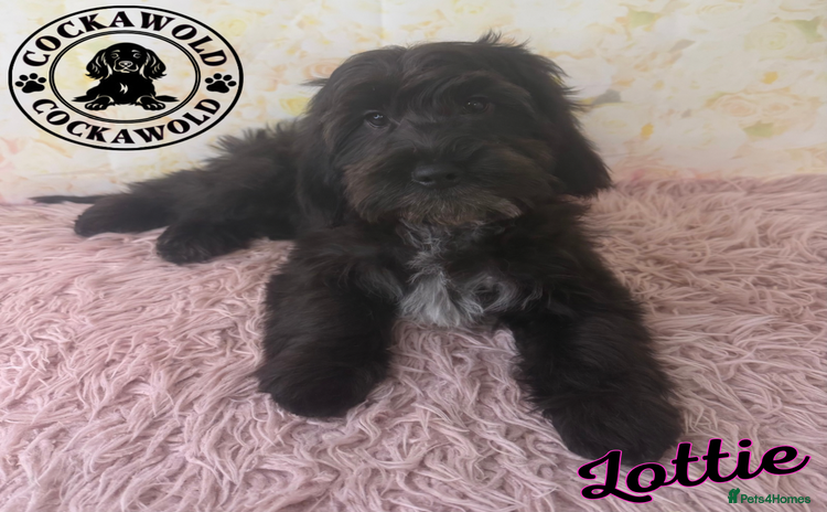 Cockapoo dogs - Advert 1