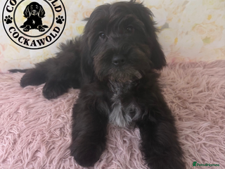 Cockapoo dogs - Advert 4
