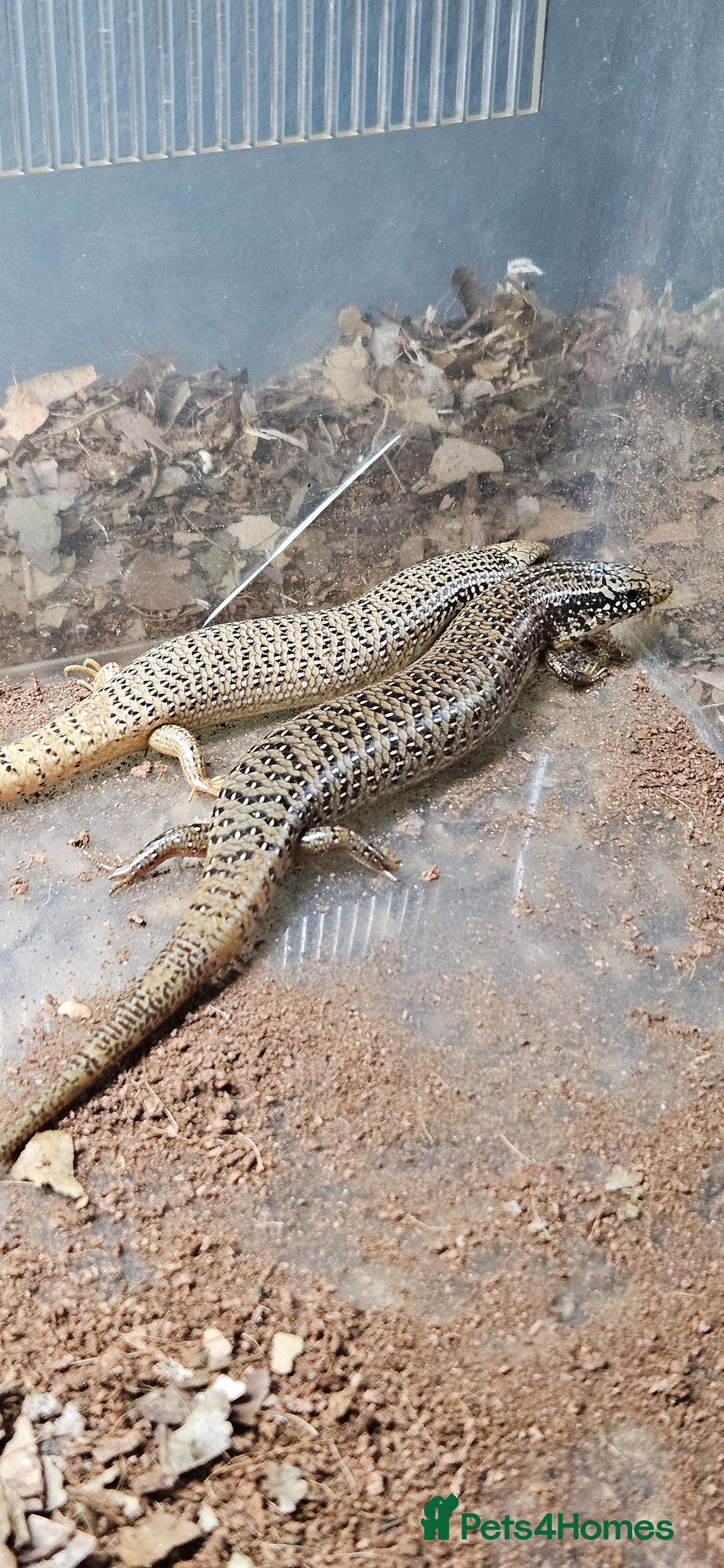 Skink reptiles for sale: X4 ocellated skinks and set up - Advert 5