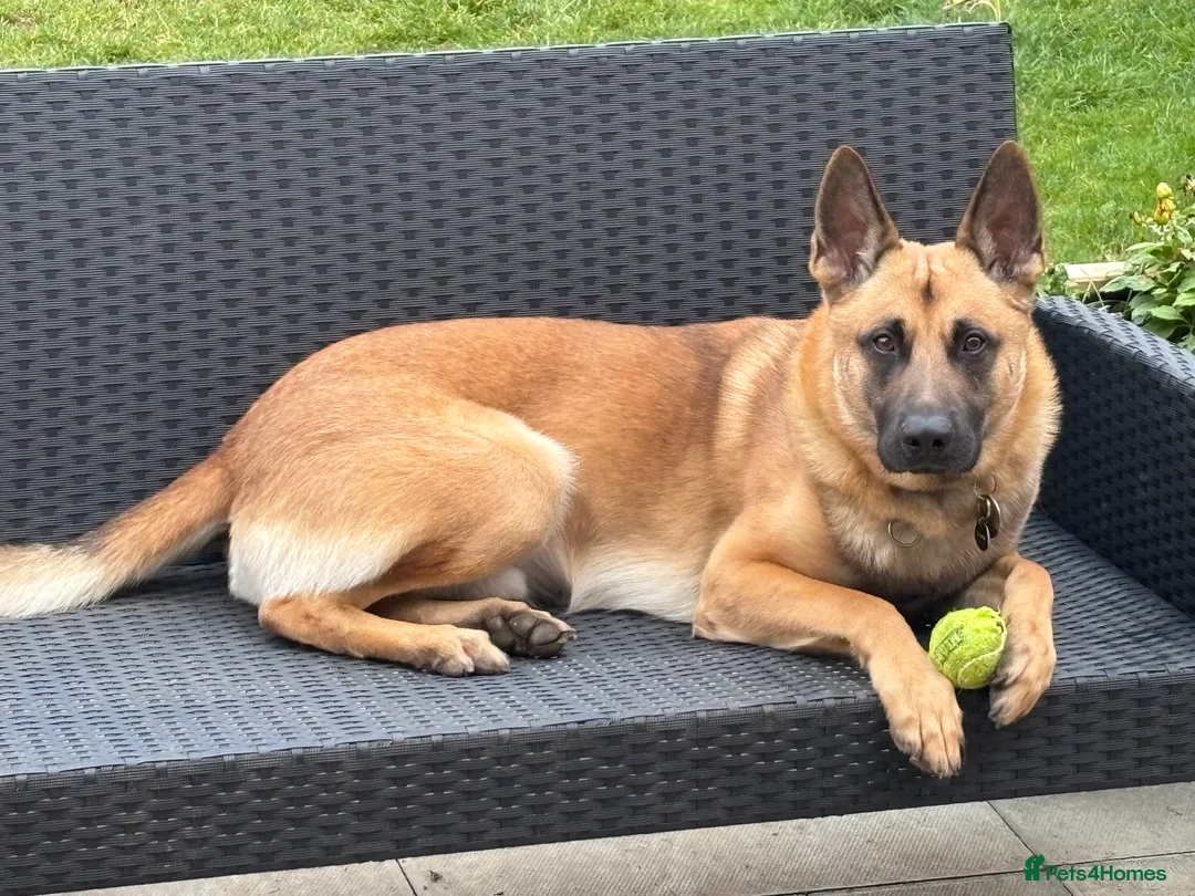 Belgian Shepherd Dog dogs for sale: Belgian Malinois cross puppies for sale.  - Advert 4