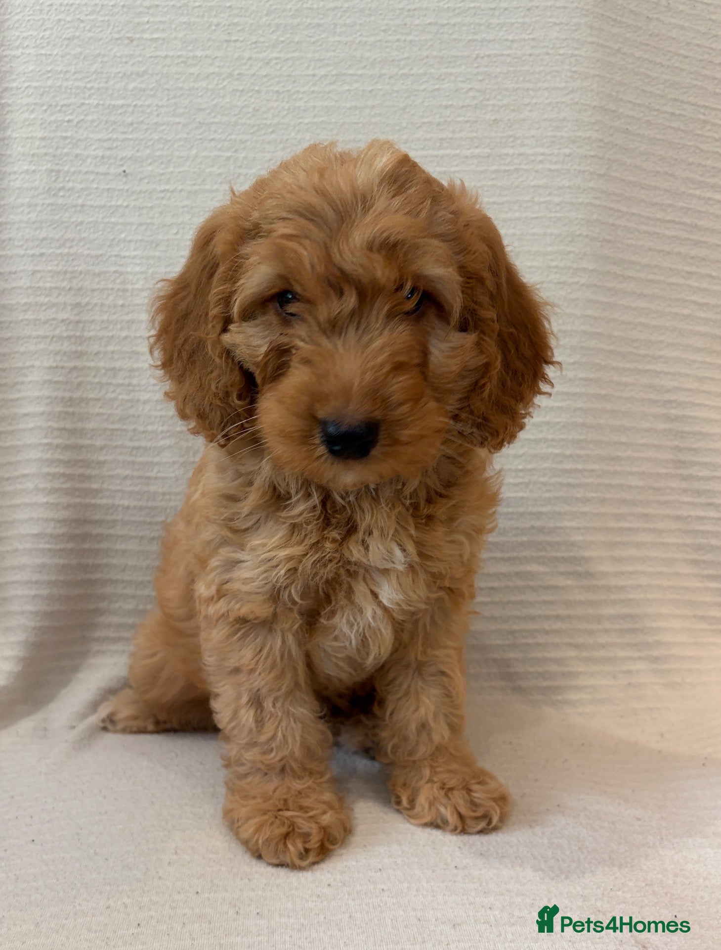 Cockapoo dogs F1 cockapoo puppies ready now  - Advert 1