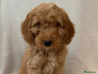 Cockapoo dogs F1 cockapoo puppies ready now - Advert 1