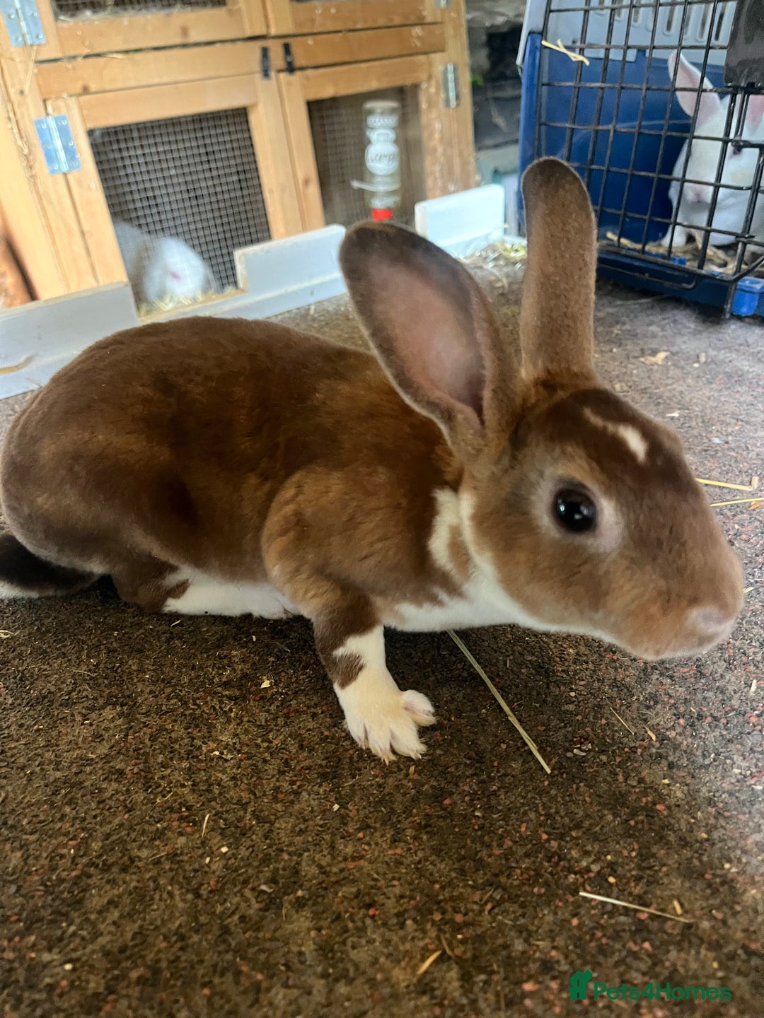Rex rabbits for sale: Selection of Mini Rex boys  - Image 3