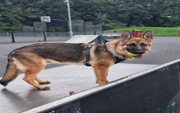 German Shepherd dogs for sale: Looking for forever home - Image 5