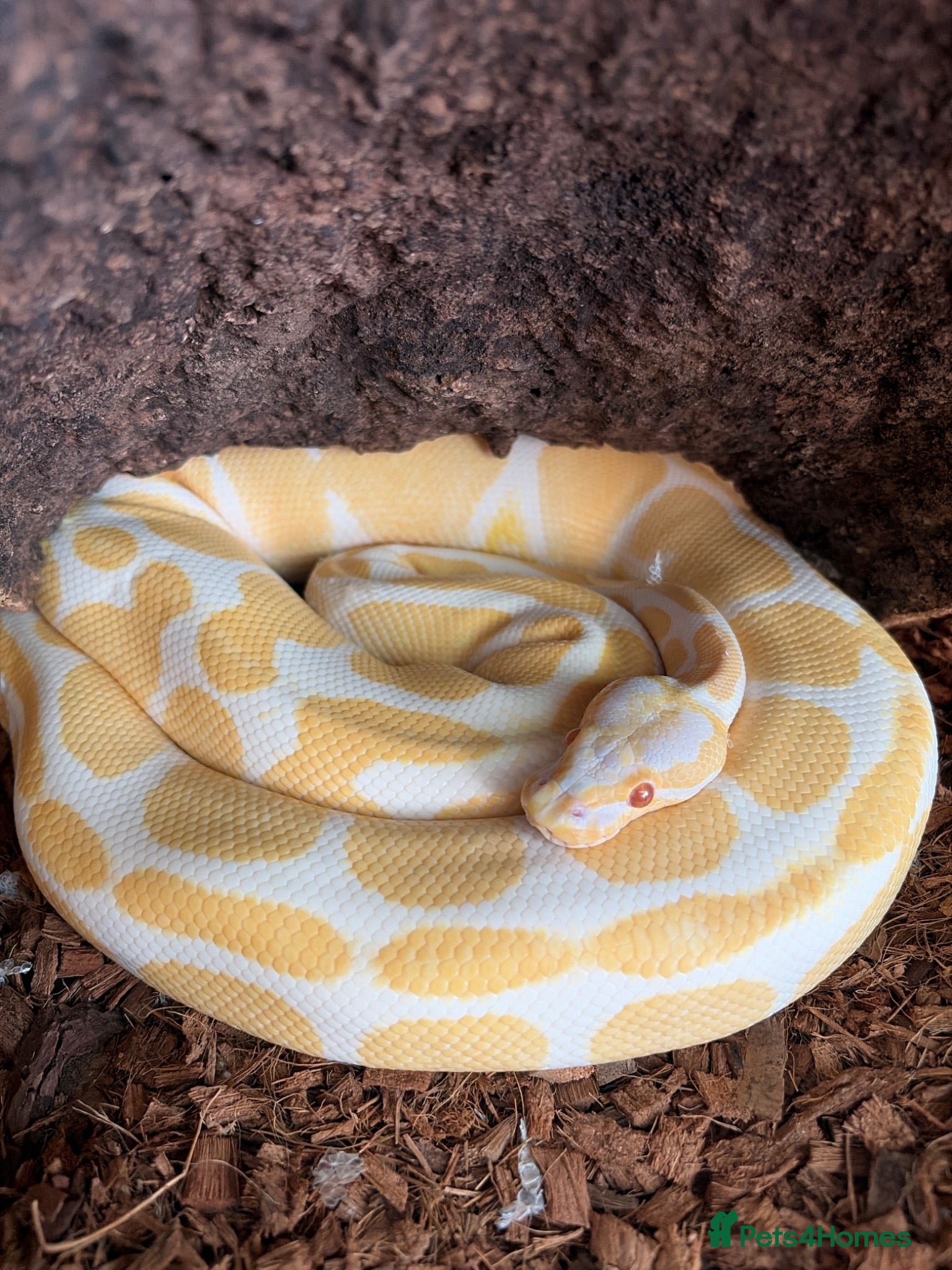 Python Snake reptiles Female albino ball python - Advert 1
