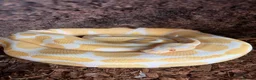 Python Snake reptiles for sale: Female albino ball python - Advert 1