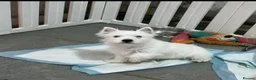 West Highland Terrier dogs for sale: 1 quality kc boy puppy  - Advert 3