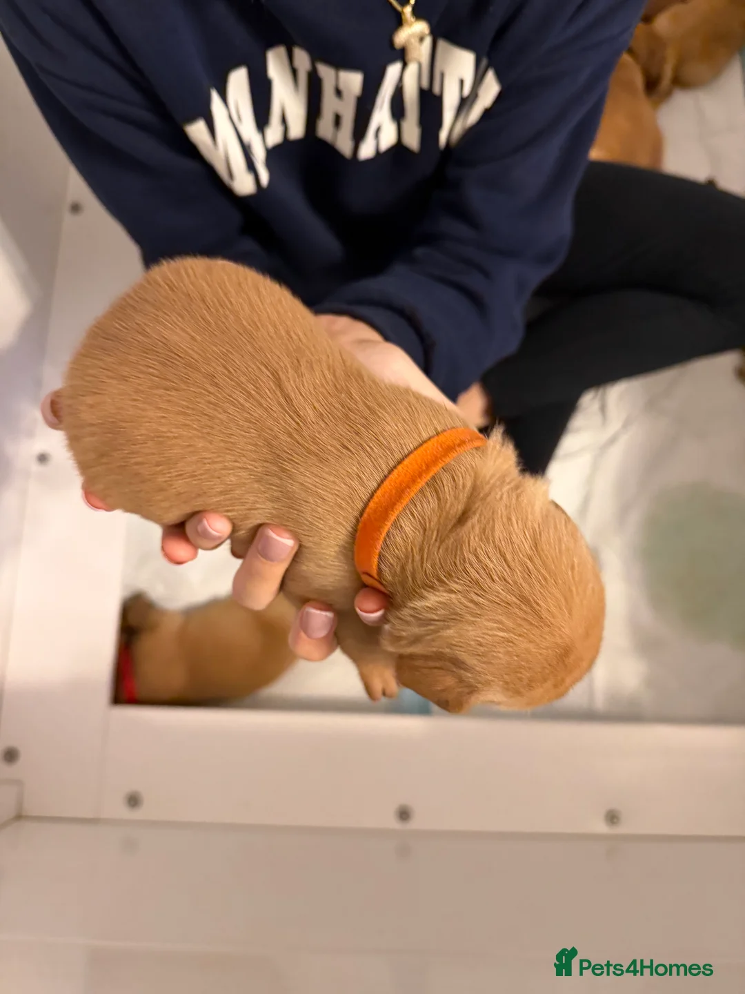 Labrador Retriever dogs for sale: KC Fox Red Labrador Pups FTCH Sire - Health Tested - Advert 33