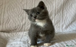 British Shorthair cats for sale: British shorthair kittens  - Image 6