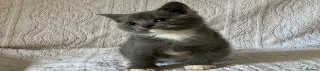 British Shorthair Kitten 3