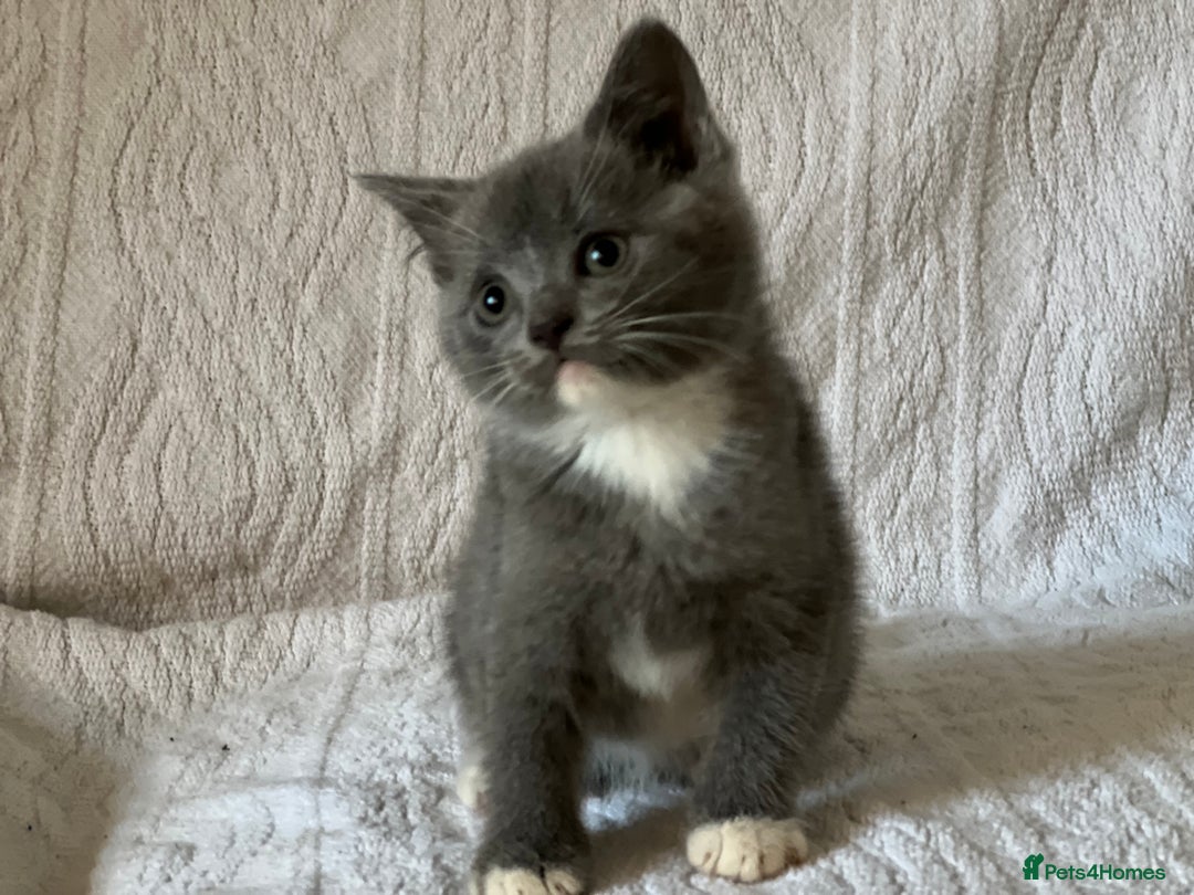 British Shorthair cats for sale: British shorthair kittens  - Image 6