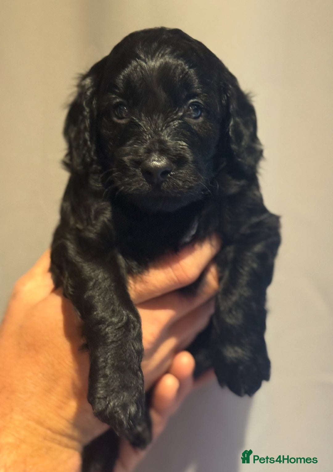 Cockapoo dogs for sale: Beautiful f1b cockapoos  - Image 4