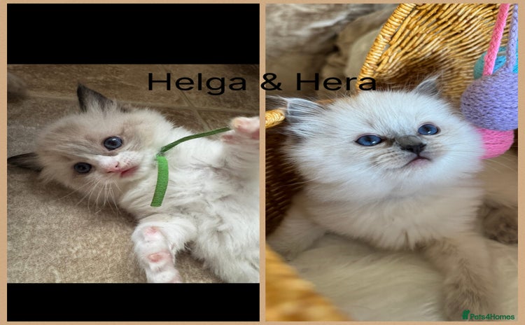 Ragdoll cats 🏆 gccf ragdoll grand champion kittens 🏆 - Advert 1