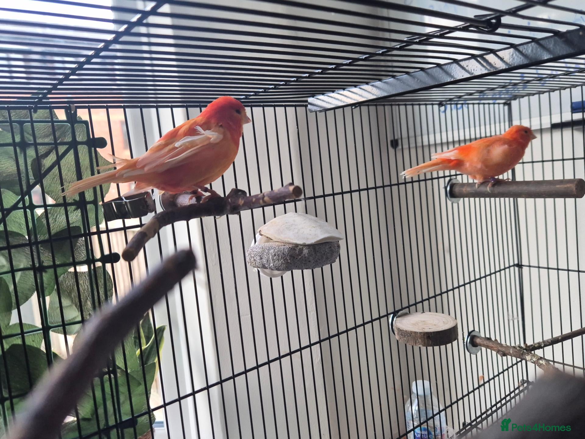 Canaries birds 2 bonded red factor canaries  - Advert 6