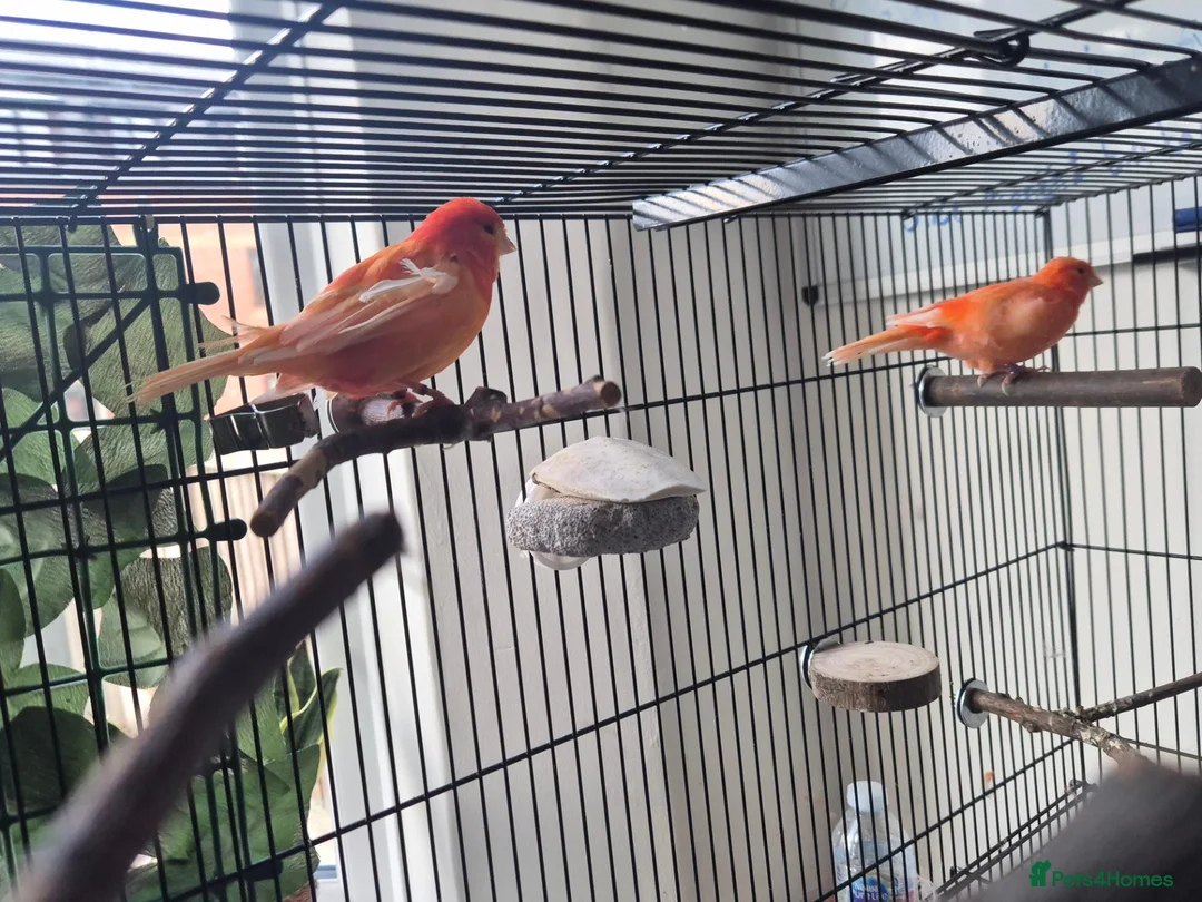 Canaries birds for sale: 2 bonded red factor canaries  - Advert 1