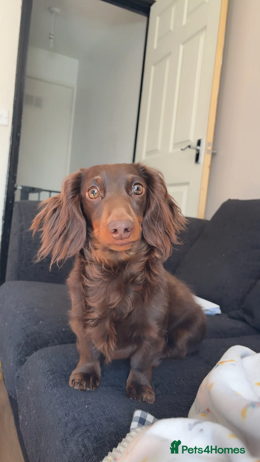 Miniature Dachshund dogs for stud: Miniature long haired chocolate Stud - Advert 2