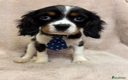 Cavalier King Charles Spaniel dogs for sale: Beautiful Cavalier, King, Charles boy ❤️ - Image 1