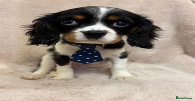 Cavalier King Charles Spaniel dogs - Advert 3