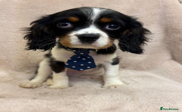 Cavalier King Charles Spaniel dogs - Advert 14