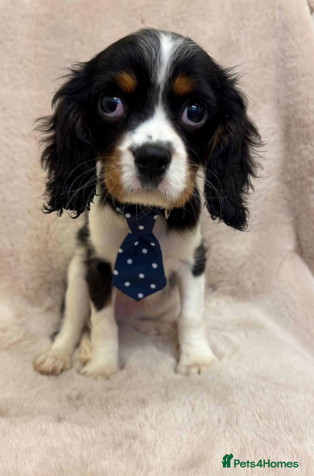 Cavalier King Charles Spaniel dogs for sale: Beautiful Cavalier, King, Charles boy ❤️ - Image 1
